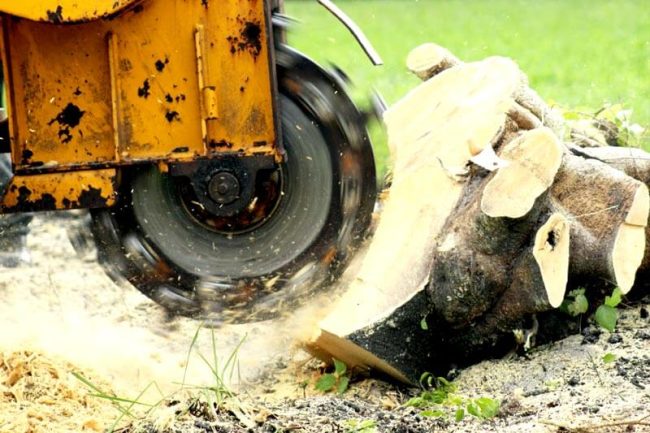 Stump Grinding Cambridgeshire